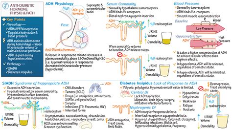 PAS 6029: Pathophysiology II: Anti-Diuretic Hormone Physiology ...