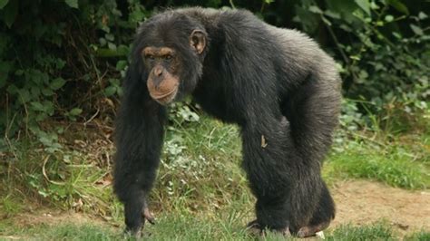 La violence un comportement naturel chez les chimpanzés