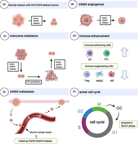 Antitumour Mechanisms Of Fgfr Vegfr Inhibitors Created With