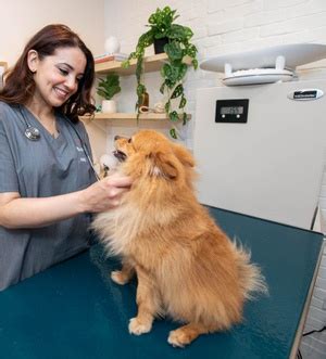 Dog Rash: Common Causes, Symptoms, and Treatments | Bond Vet