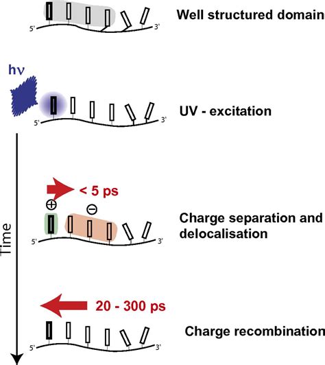 Charge Separation And Charge Delocalization Identified In Long Living