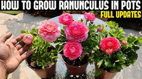 When To Plant Ranunculus Bulbs Back Gardener