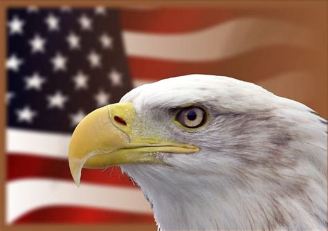 Bald Eagle Facts For Kids - Amazing 21 Facts About Bald Eagle