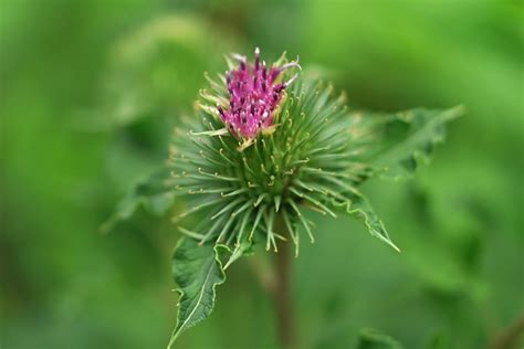 Arctium lappa