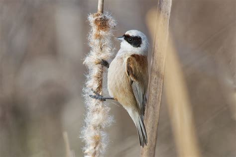 La R Miz Penduline Remiz Pendulinus Un Petit Nuage De Grai Flickr