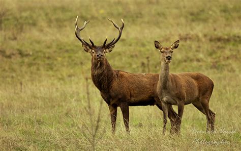 Couple Cerf Et Biche Bernard Vassel Flickr