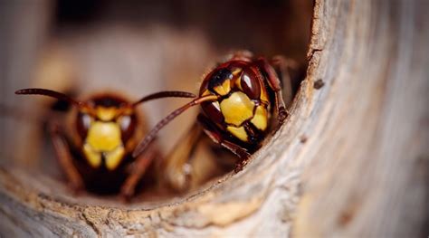 Hornet Nest Removal How To Get Rid Of Hornets Safely And Easily