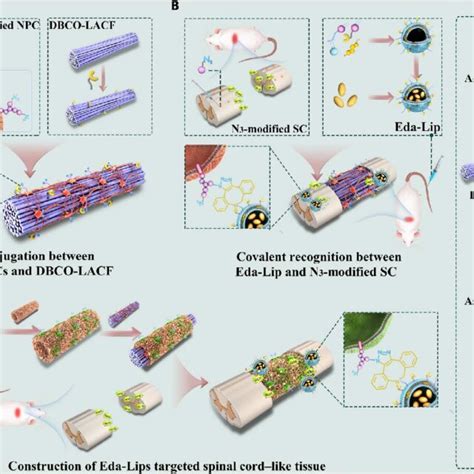 Schematic Illustration Of Covalent Interactions Between Cell And