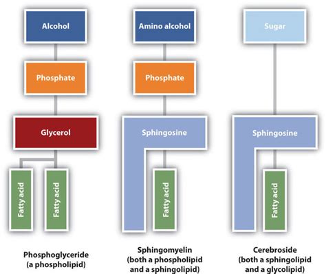 15.4: Membranes and Membrane Lipids - Chemistry LibreTexts