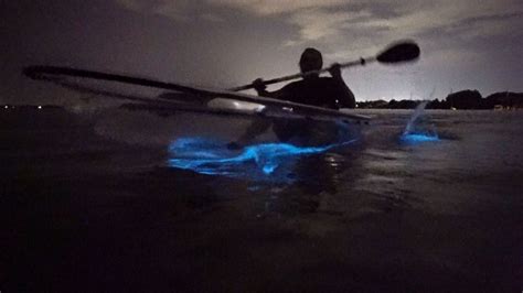 Kayaking in Vieques' Bioluminescent Bay: Book Tours & Activities at ...