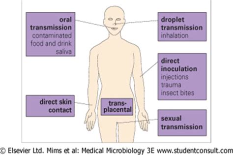 Pathogenesis Of Viral Infection Flashcards Quizlet