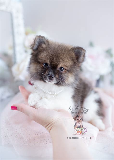 Beautiful gorgeous Pomeranian Puppies | Teacup Puppies & Boutique