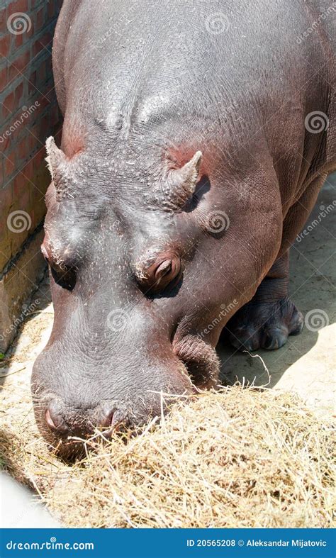 Hippo Eating Picture. Image: 20565208