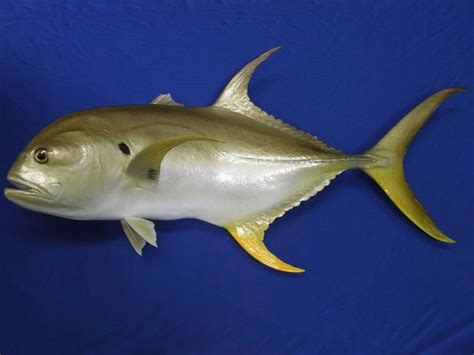 Crevalle Jack Mounts - New Wave Taxidermy