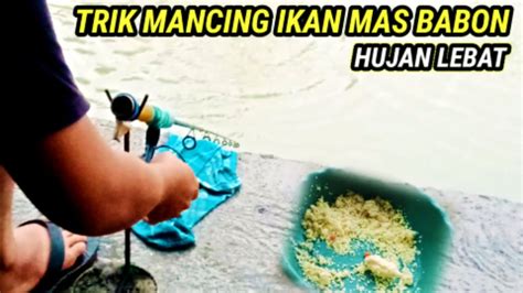 Trik Mancing Ikan Mas Babon Saat Hujan Galapung Youtube