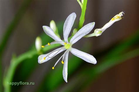 Хлорофитум - Chlorophytum: фото, условия выращивания, уход и ...
