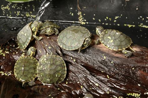 All You Need To Know About Baby Red Eared Slider Care