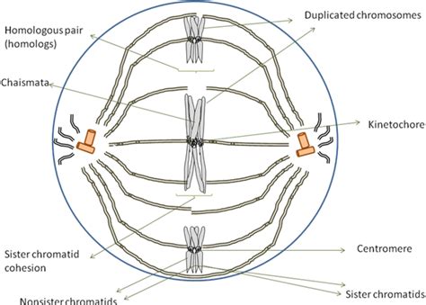 31 Draw A Chromosome And Label Its Parts - Labels Design Ideas 2020