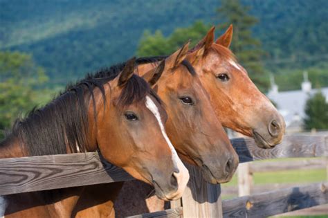 Quarter Horse Stock Photos Pictures And Royalty Free Images Istock