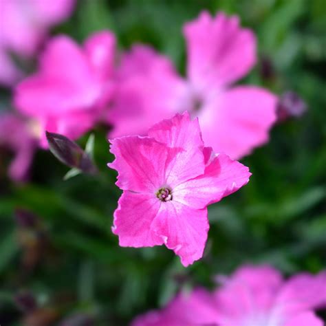 Dianthus Gratianopolitanus Kahori Naked Midrib Pink Carmine Flowers