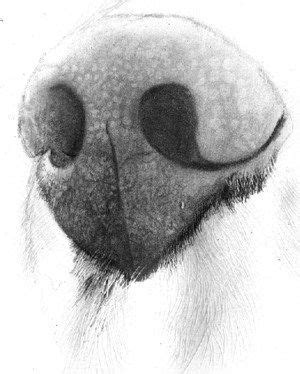 Dog Nose Sketch at PaintingValley.com | Explore collection of Dog Nose ...