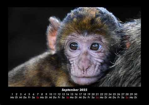 Tierkalender Fotokalender Din A Tierkalender Thalia