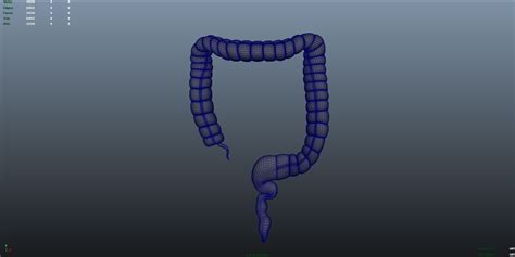 Large Intestine D Model Obj Ma Unknown Free D