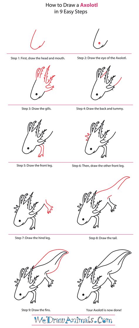 Axolotl Drawing Easy Cute How To Draw An Axolotl Really Easy Drawing Images