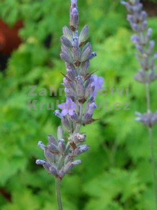 Lavandula X Intermedia Fragrant Memories Levandule Zahradnictv