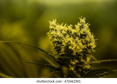 Cannabis Plant Flowering Stage Stock Photo 672462301 | Shutterstock