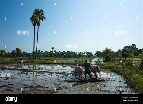 Farmer Plowing With Oxen Flooded Rice Fields In Inwa Ava Myanmar