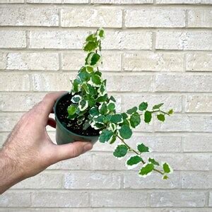 Variegated Ficus Repens Plant In A 4 Pot Creeping Fig Climbing Ficus