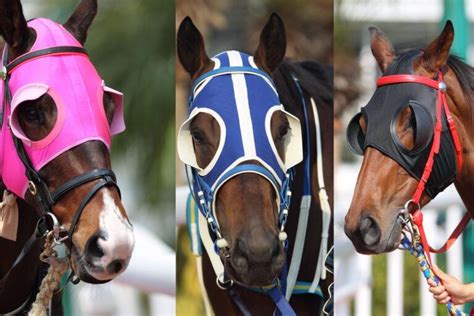 Focused or Flying Blind: Why Horses Wear Blinkers - Horse Rookie