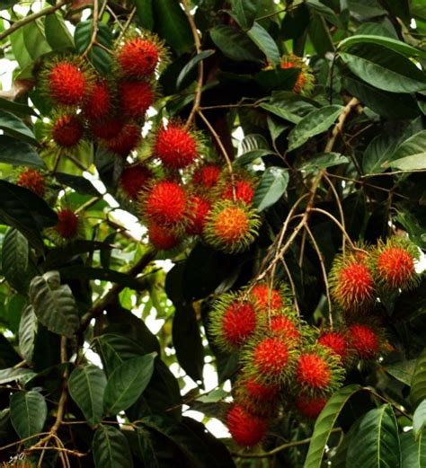 Malaysian Rambutan Trees Green Orchid Nursery And Garden Center