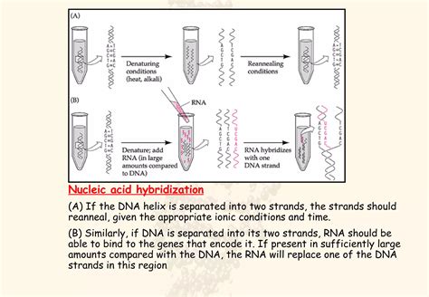 Nucleic Acid Hybridisation And Gene Mapping Ppt