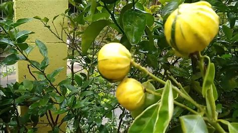 frutíferas produzindo em vaso longan mini caqui mirtilo cereja matosi