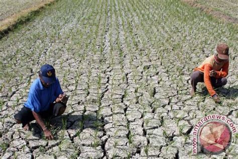 Hektar Sawah Di Kupang Dilanda Kekeringan Antara News