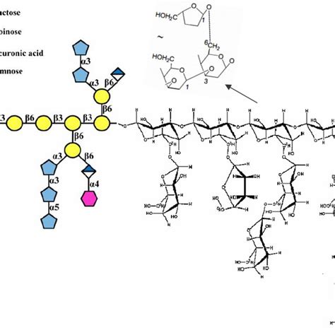 Schematic Structure Of Fragments Of And Glucans