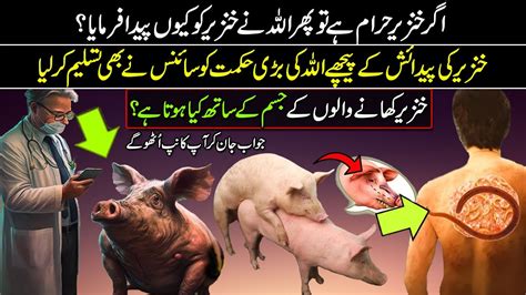 Why Did Allah Created Pig If Its Haram In Islam YouTube