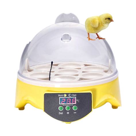 Chicken Egg Incubator Chicken Eggs Incubator And Grandado