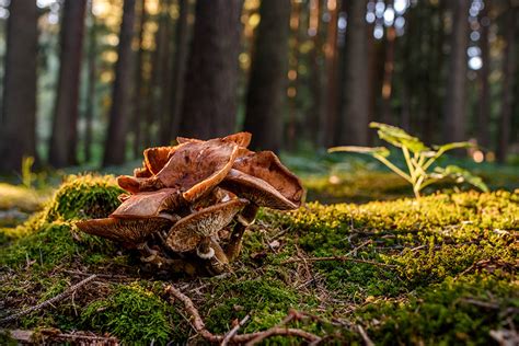 How Farming In Forests Could Sustain The Planet