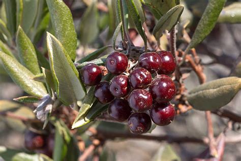 Manzanita Berries Stock Photos Pictures And Royalty Free Images Istock