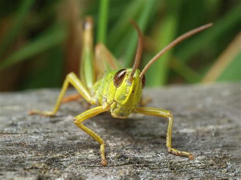 Are Grasshoppers Good Or Bad Farmers Almanac Plan Your Day Grow Your Life