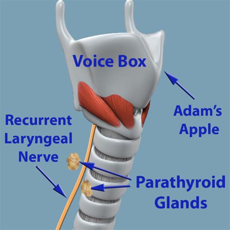 Voice-box-parathyroid-glands - Hyperparathyroidism Surgery - Dr. Babak ...