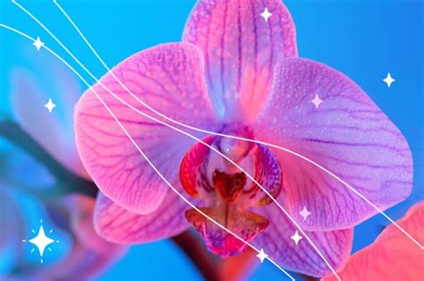 Mujer vagina y orgasmo Una trilogía natural y necesaria Bagre Revista Digital en Ecuador