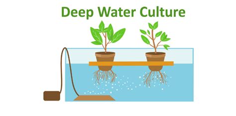 Deep Water Culture DWC What Is It And How To Get Started