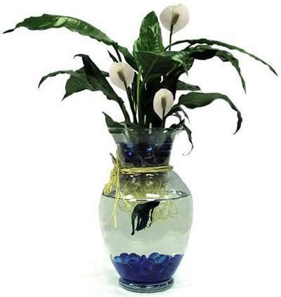 Peace Lily Betta