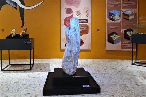 INVITAN A CONOCER EL ÁRBOL PETRIFICADO DEL MUSEO DE CIENCIAS NATURALES