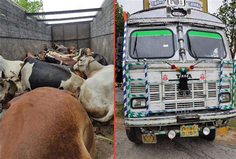 Two Cow Smugglers Arrested In The Encounter One Shot In Both Legs