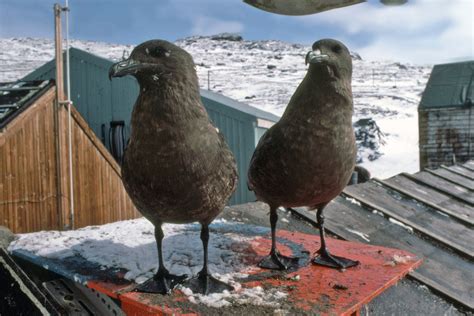 Skua - South Polar - Antarctica fact file birds